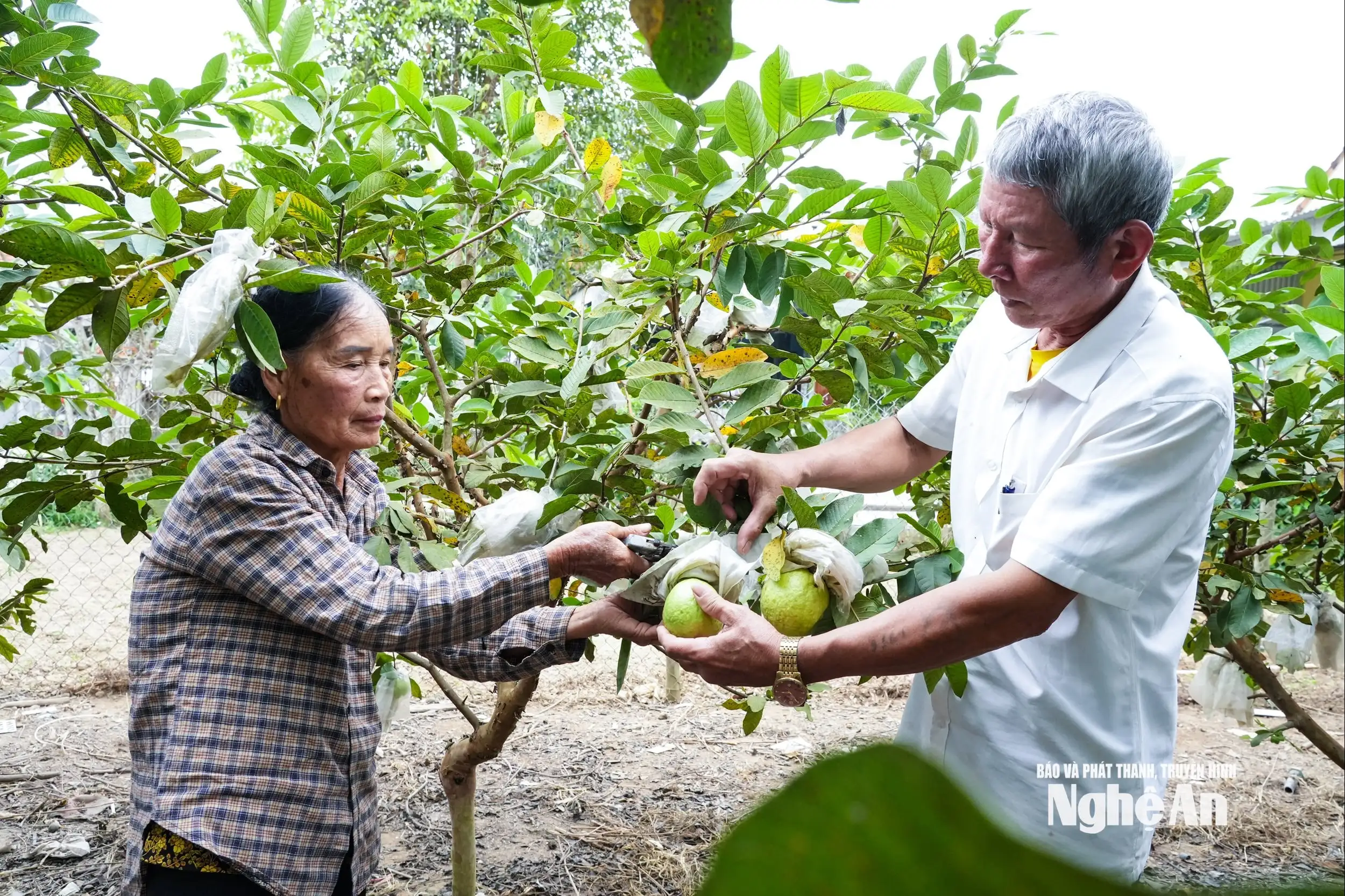 Liên kết sản xuất, nâng giá trị cây ổi Thái Hòa