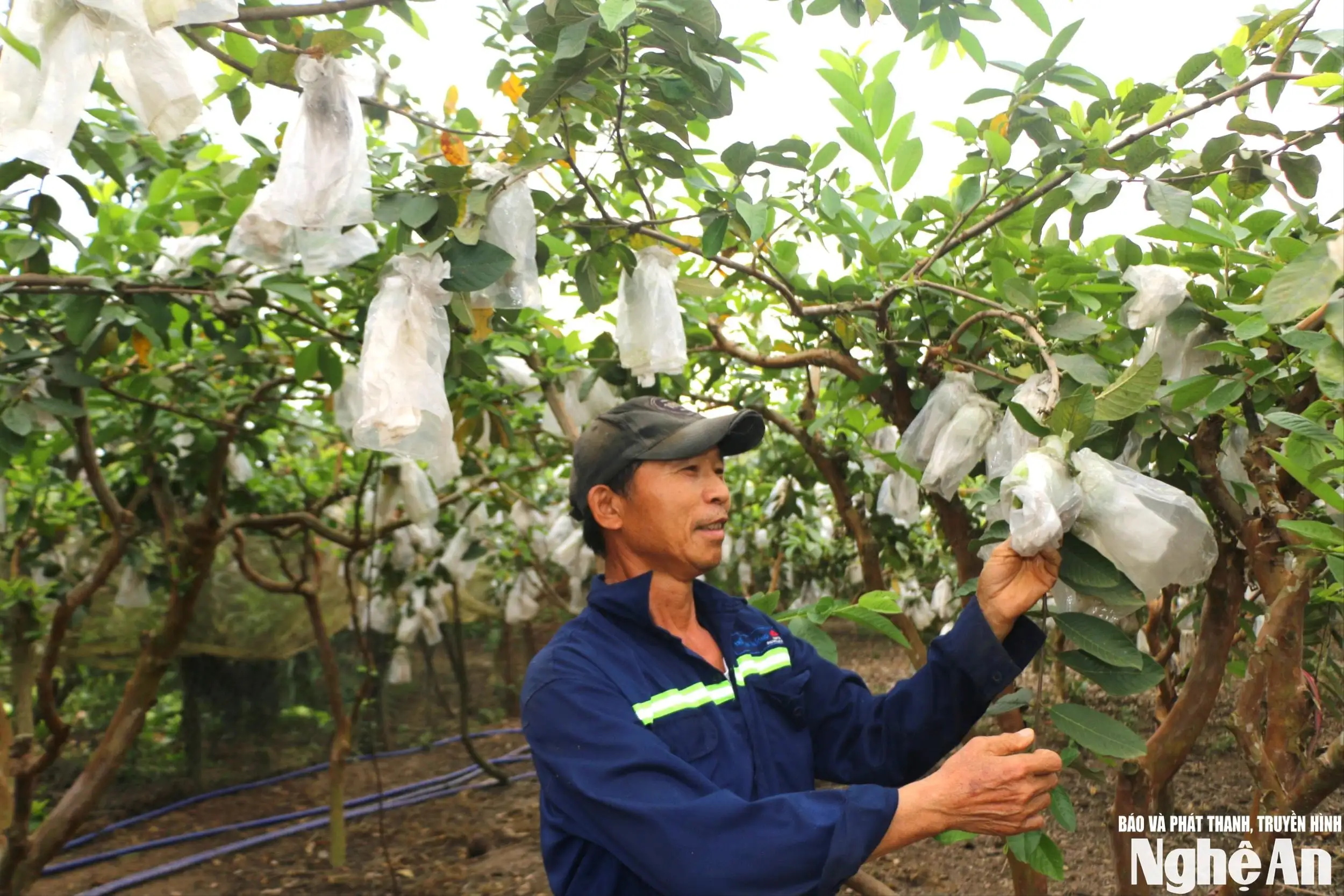 Liên kết sản xuất, nâng giá trị cây ổi Thái Hòa