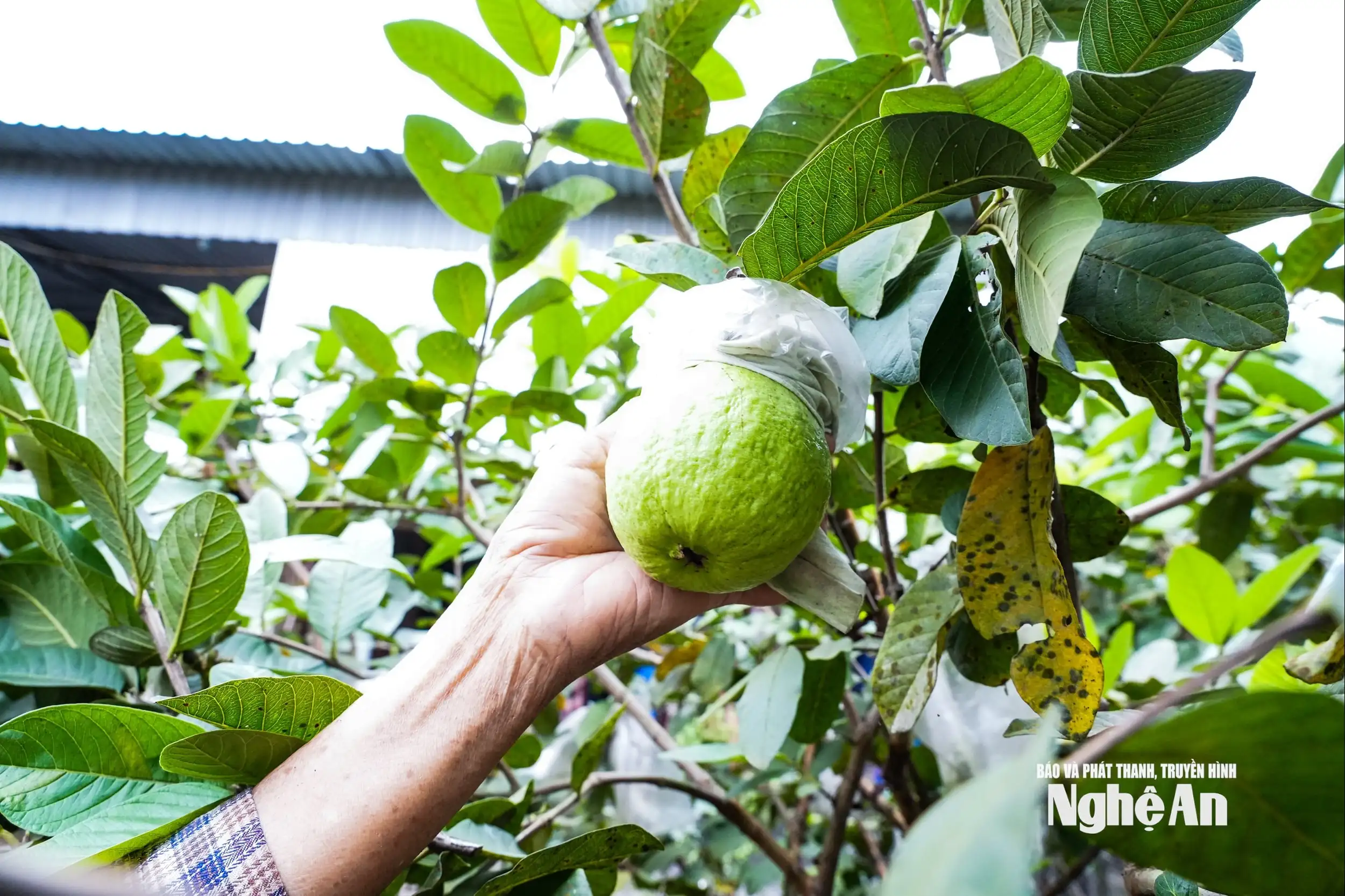 Liên kết sản xuất, nâng giá trị cây ổi Thái Hòa