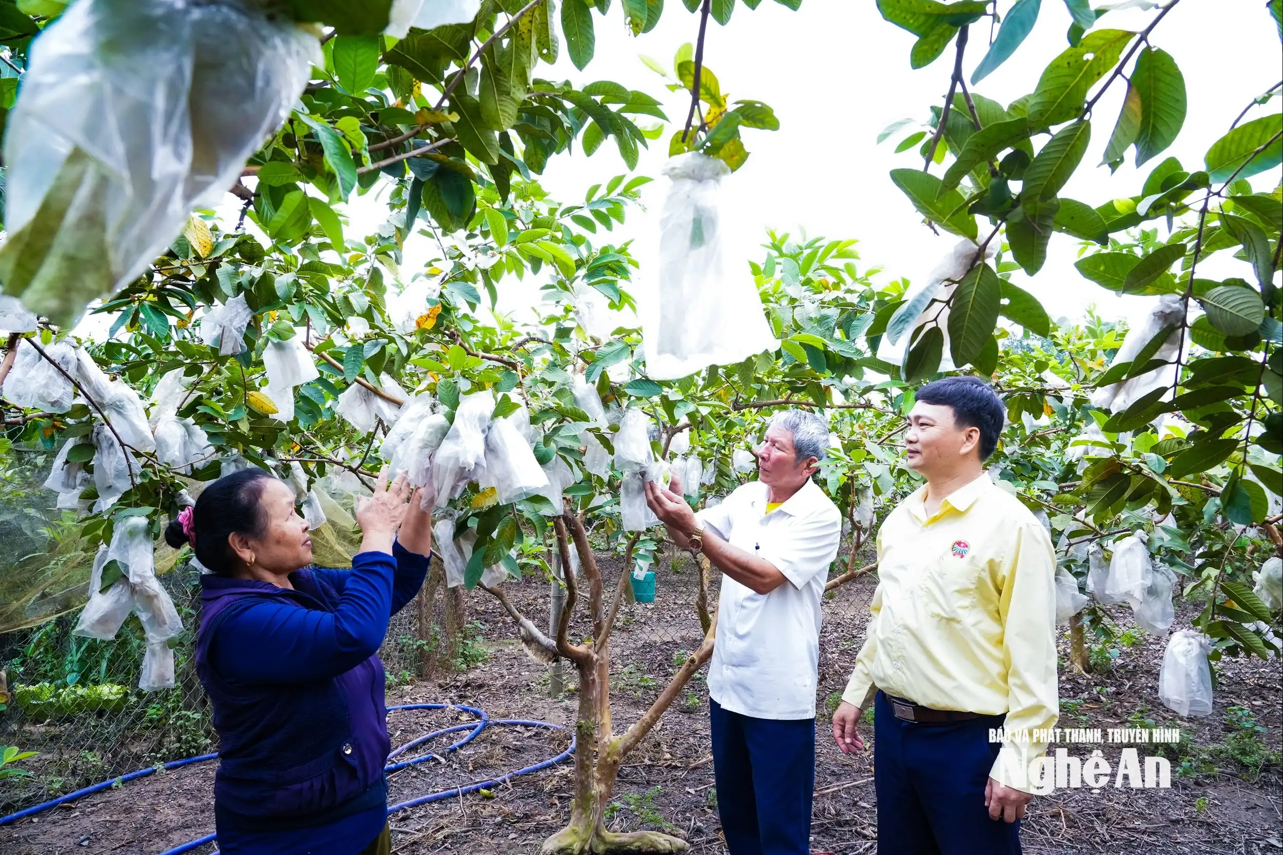 Liên kết sản xuất, nâng giá trị cây ổi Thái Hòa
