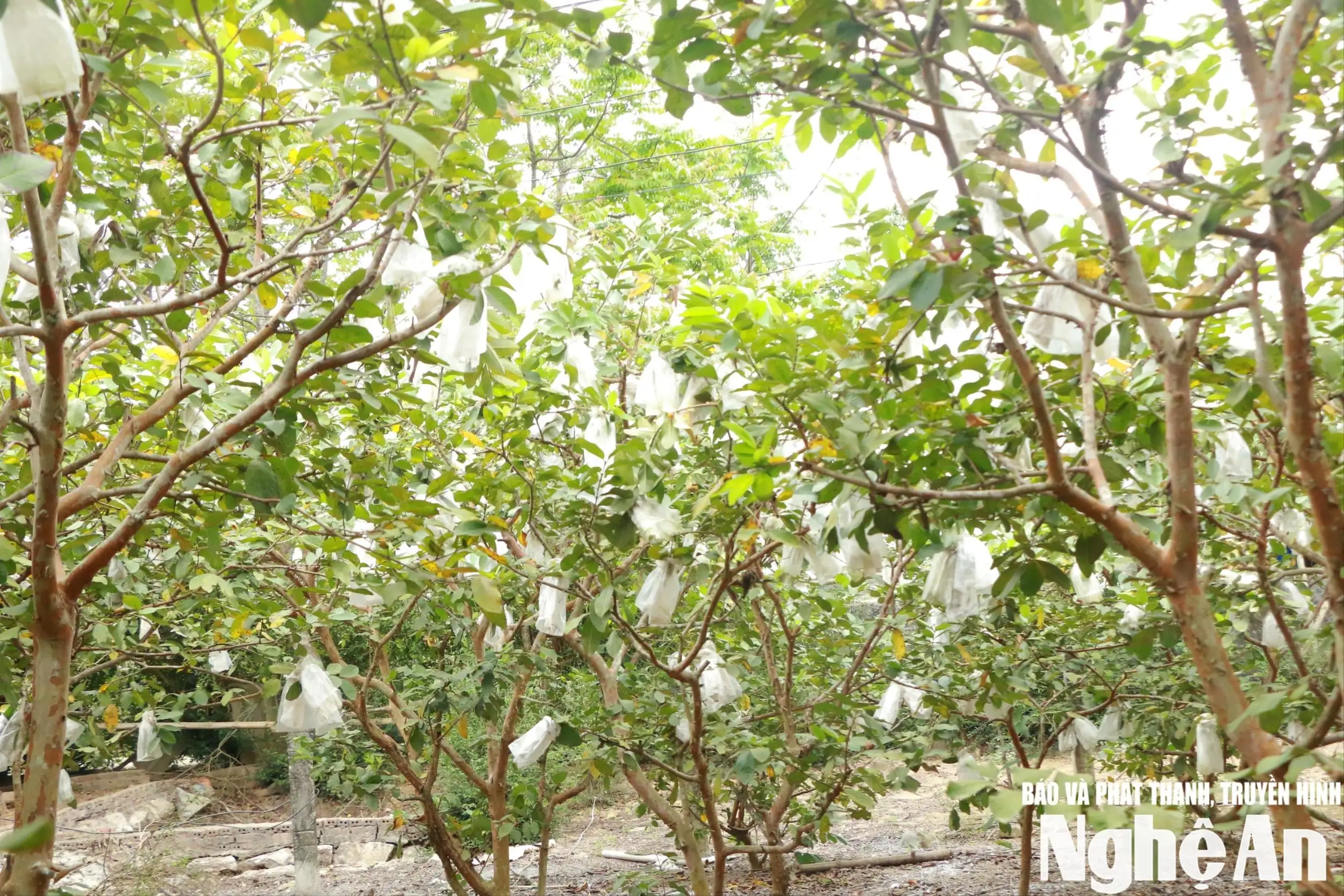 Liên kết sản xuất, nâng giá trị cây ổi Thái Hòa