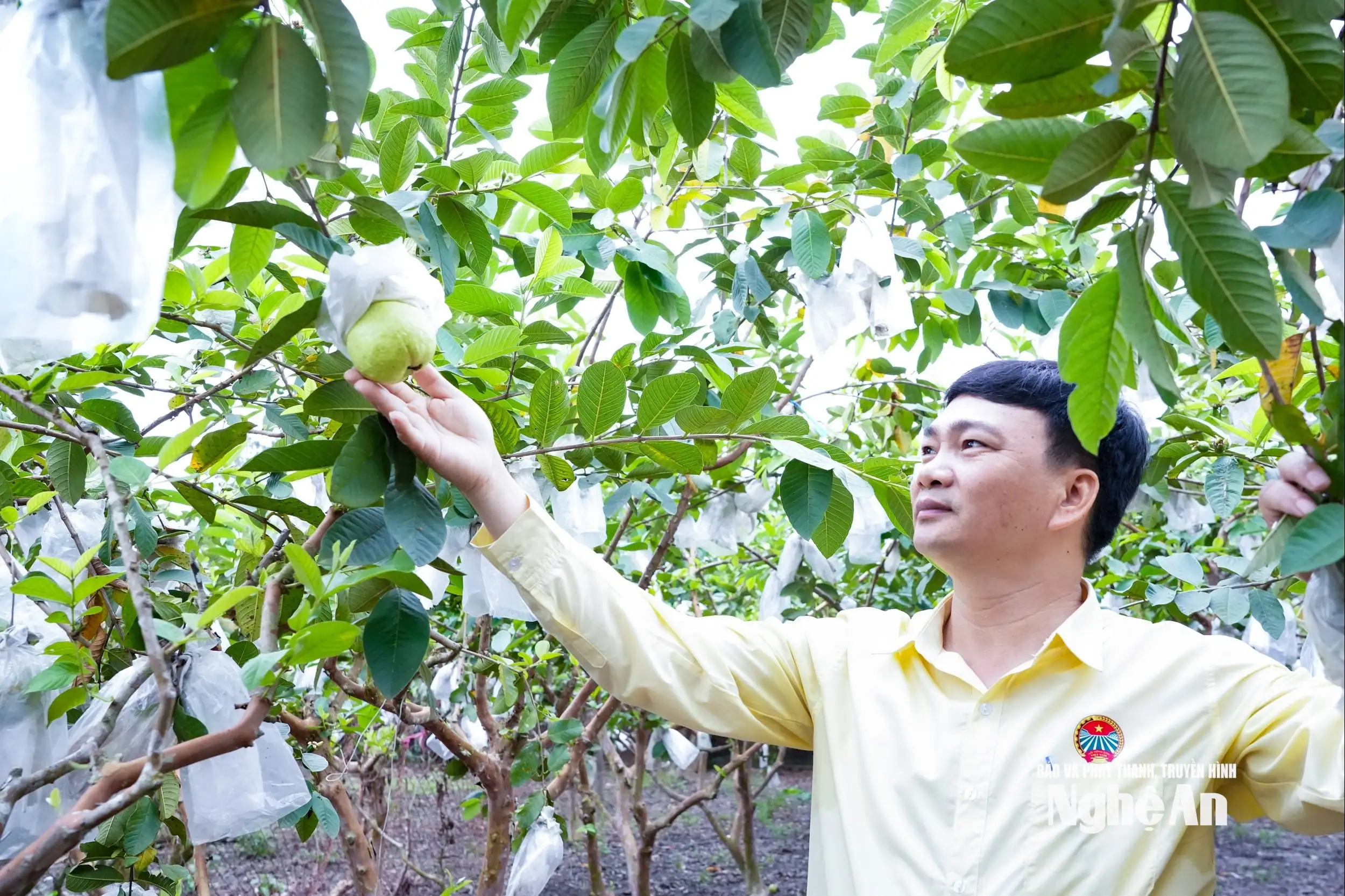 Liên kết sản xuất, nâng giá trị cây ổi Thái Hòa