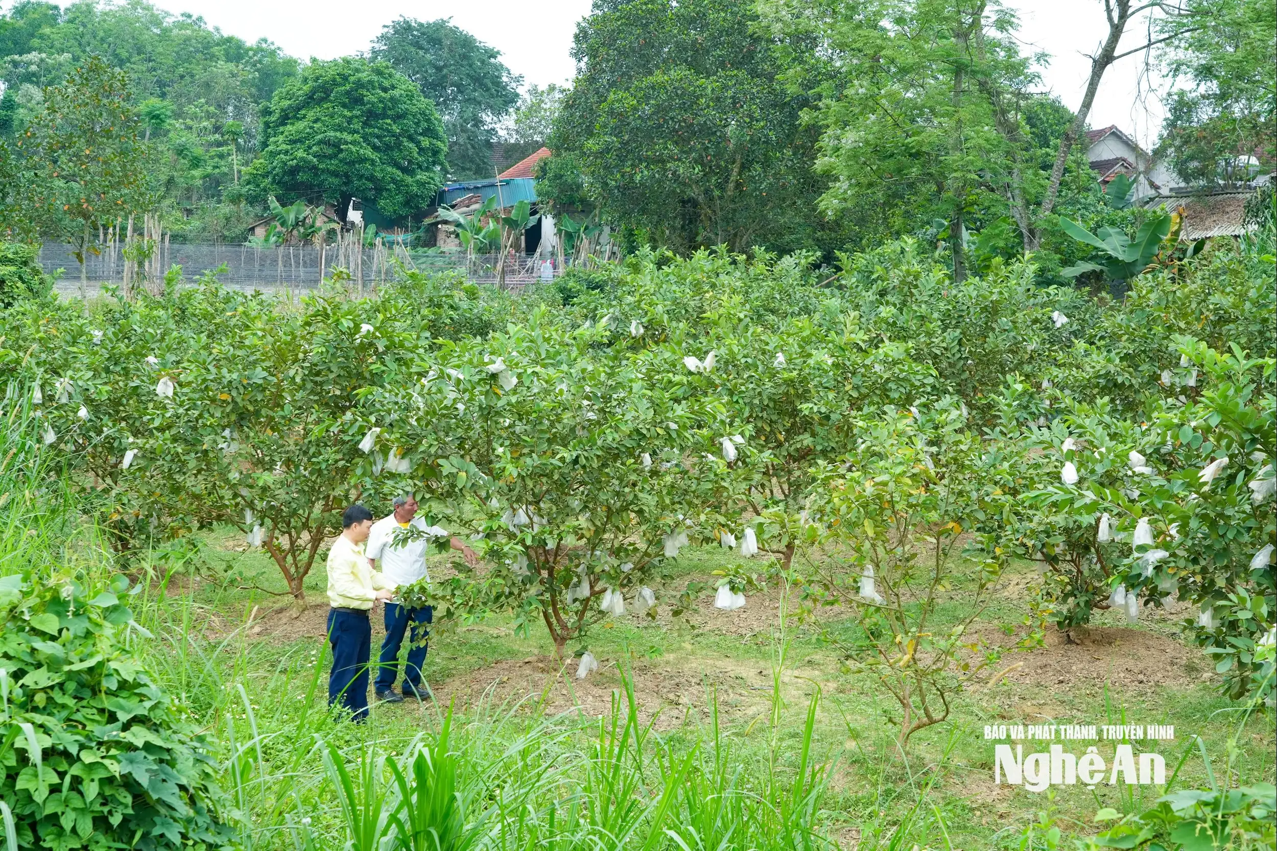 Liên kết sản xuất, nâng giá trị cây ổi Thái Hòa