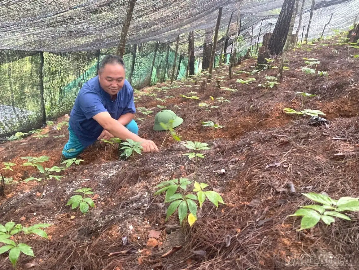 Lời giải thoát nghèo bền vững từ cây dược liệu