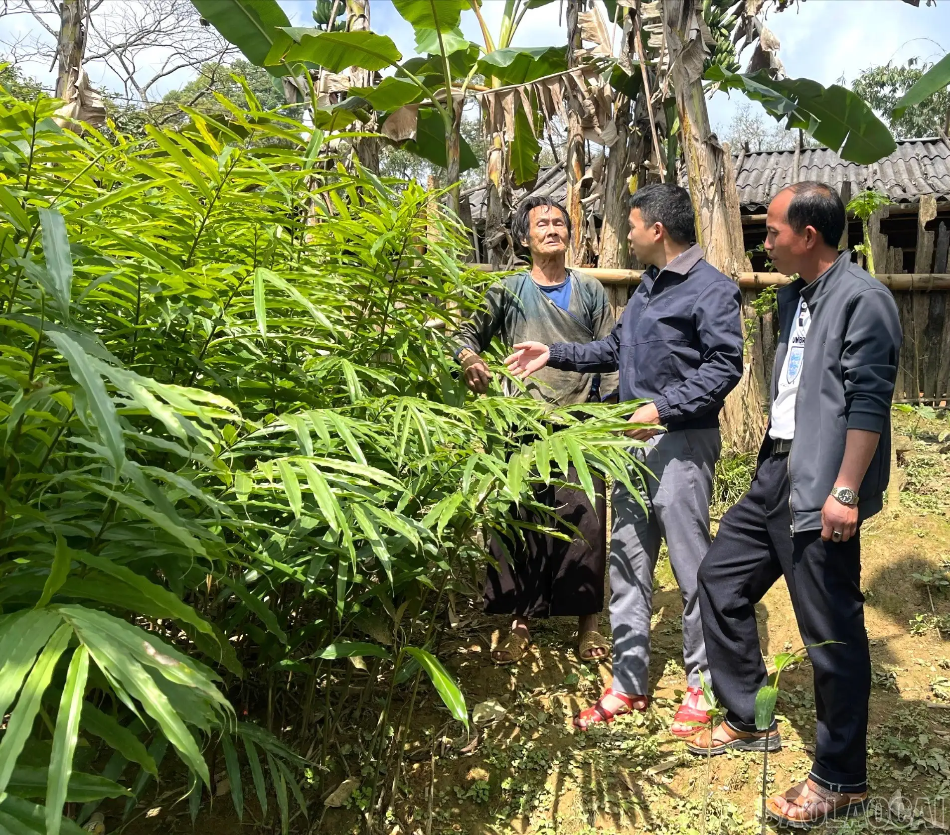 Lời giải thoát nghèo bền vững từ cây dược liệu