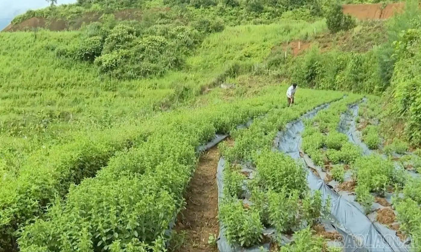 Lời giải thoát nghèo bền vững từ cây dược liệu