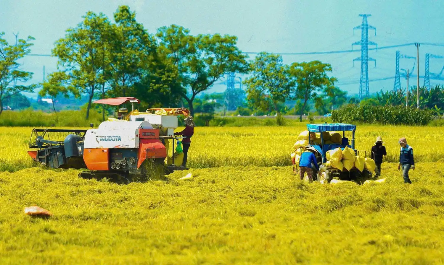Lối mở phát triển chuỗi liên kết nông nghiệp