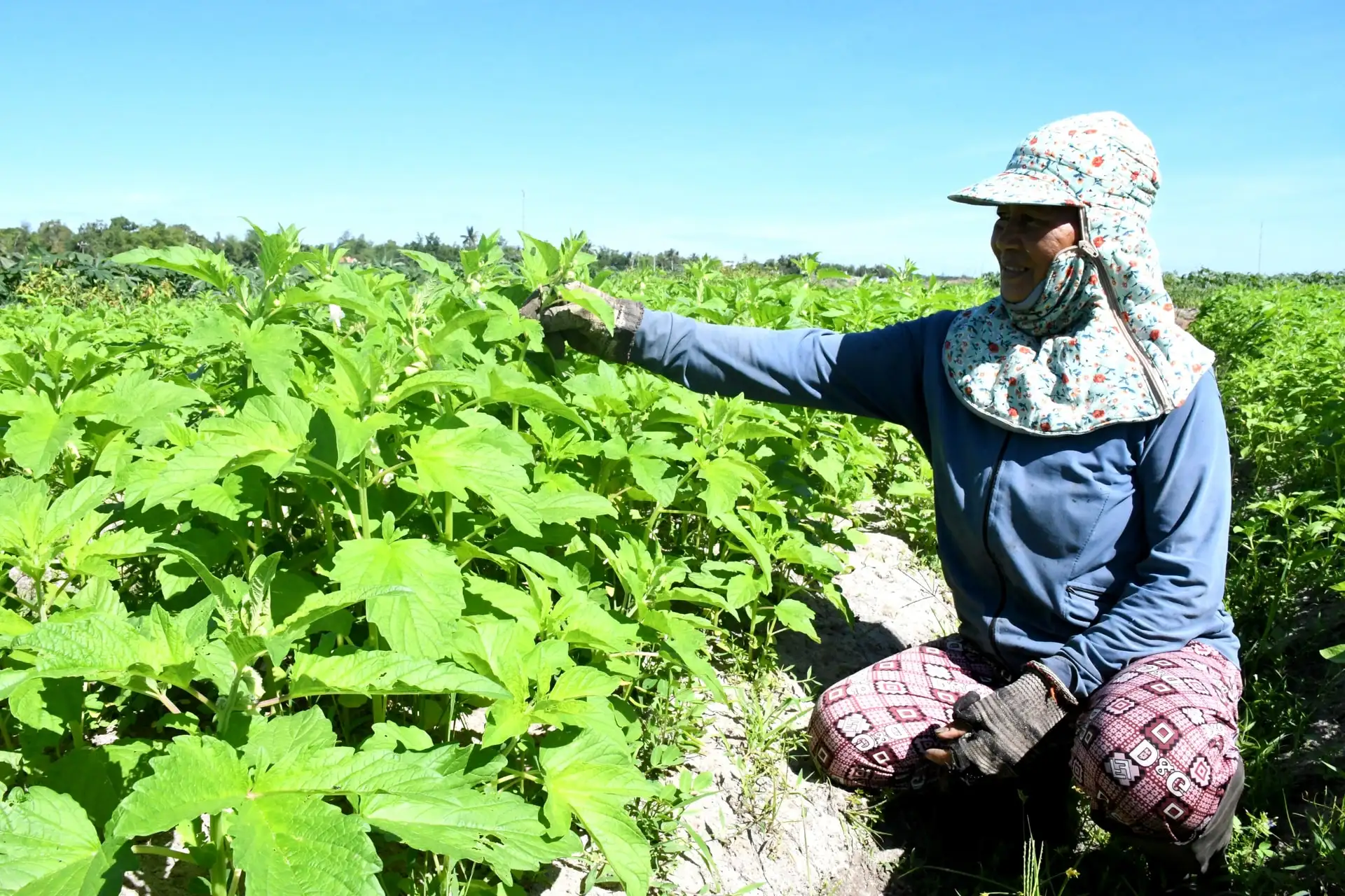 Lối mở phát triển chuỗi liên kết nông nghiệp