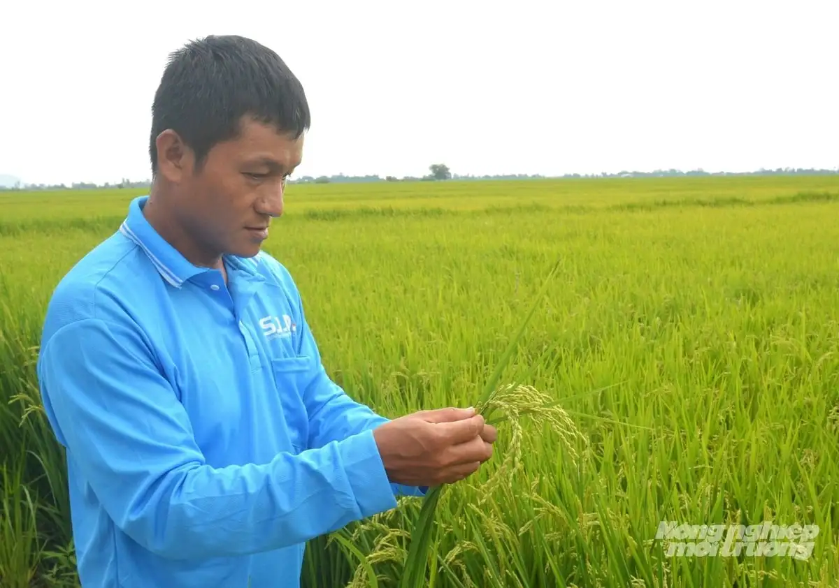 Lúa sạch, người khỏe nhờ canh tác theo quy trình hữu cơ