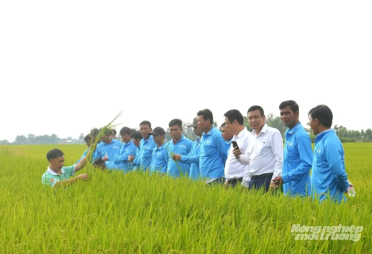 Lúa sạch, người khỏe nhờ canh tác theo quy trình hữu cơ