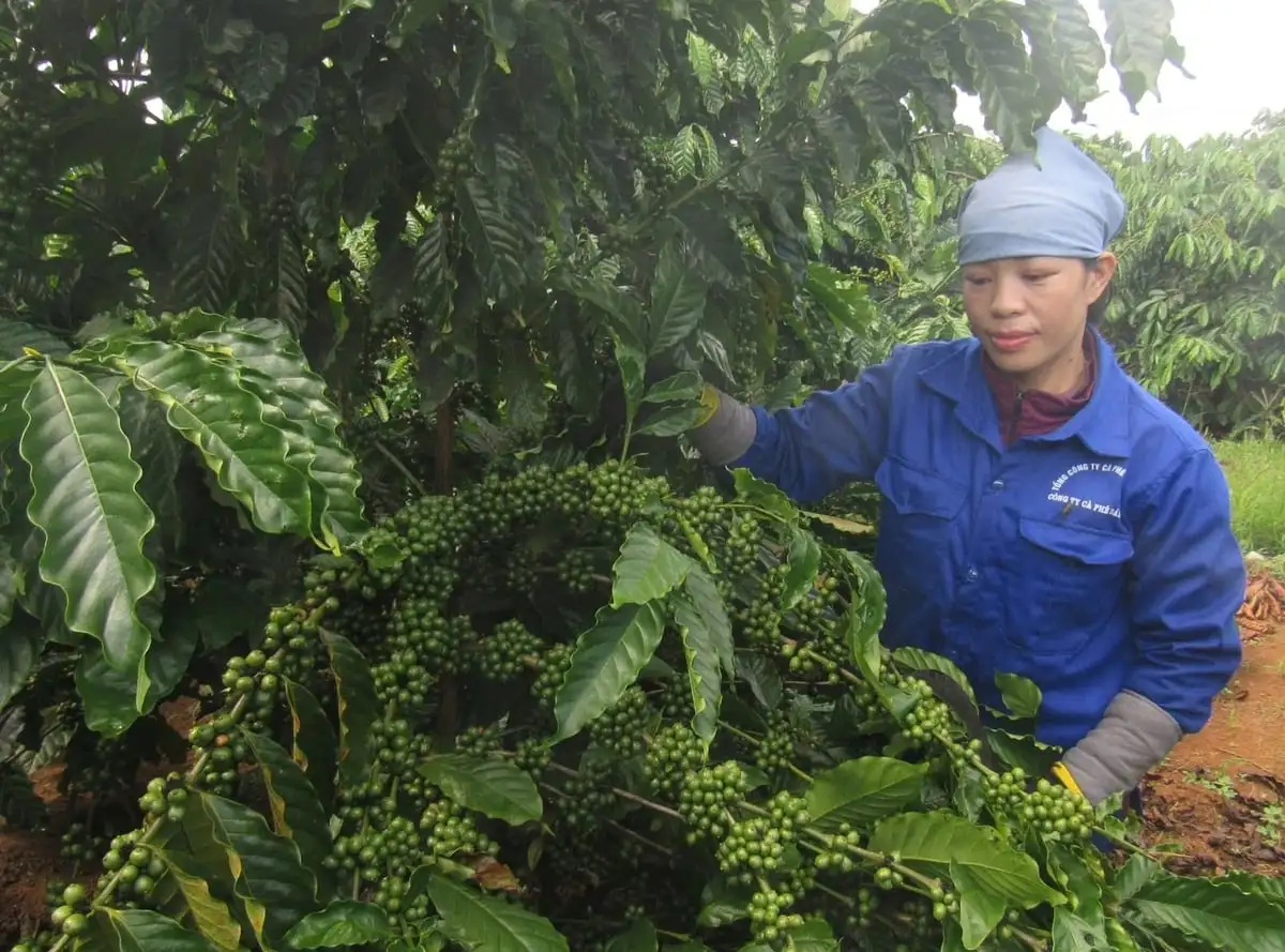 Mã số vùng trồng – bệ đỡ thúc đẩy xuất khẩu nông sản