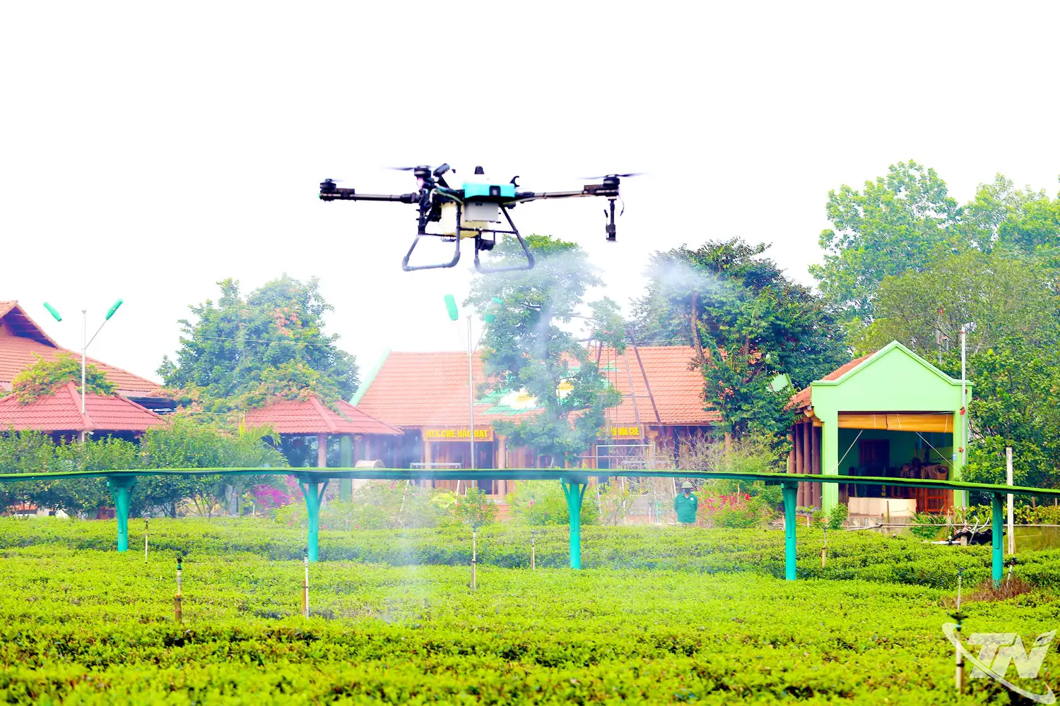 Mở không gian phát triển mới cho ngành chè