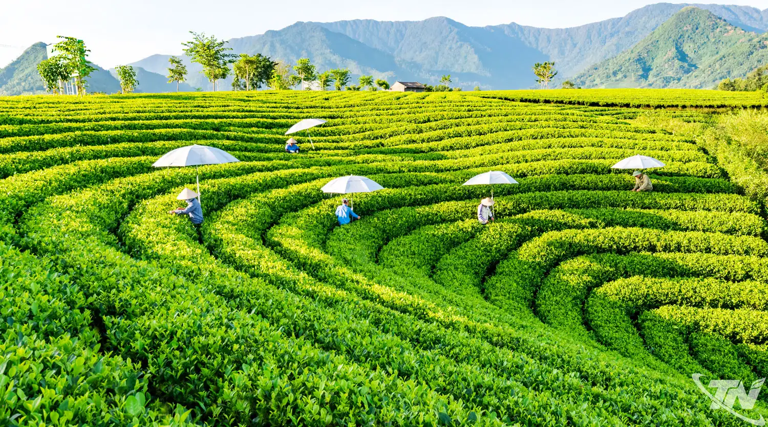 Mở không gian phát triển mới cho ngành chè