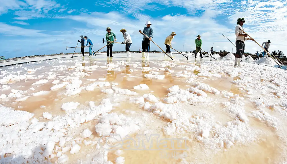Mở lối cho nghề muối