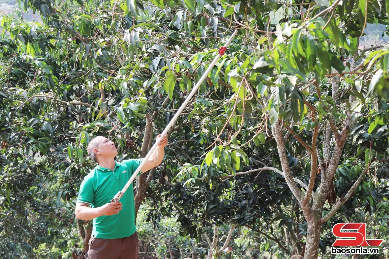 Mường Bú hình thành vùng sản xuất cây ăn quả tập trung