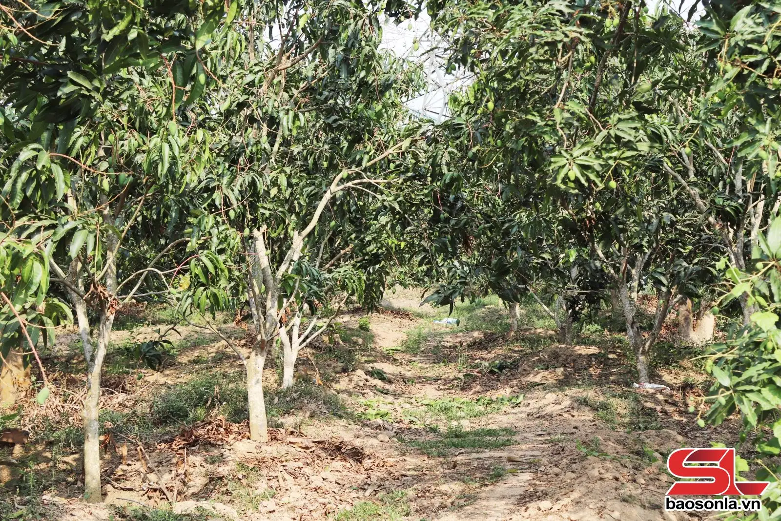 Mường Bú hình thành vùng sản xuất cây ăn quả tập trung