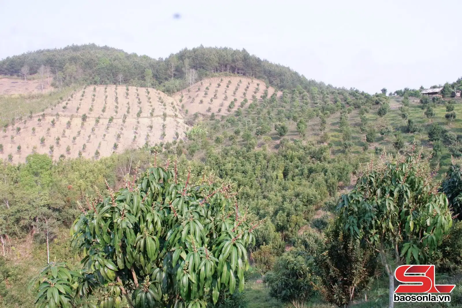 Mường Chiên – Khơi dậy tiềm năng phát triển