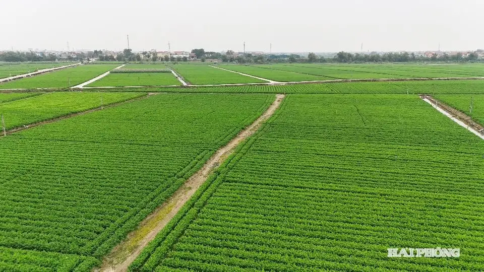 Nâng tầm thương hiệu cà rốt Hải Phòng