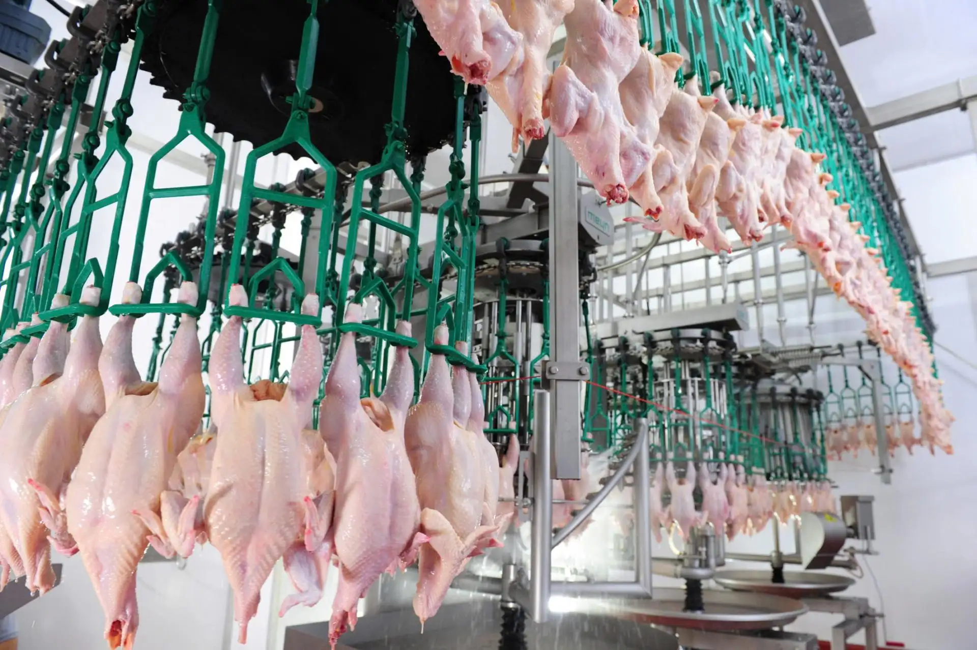 Ngành gia cầm đẩy mạnh công nghiệp hóa theo hướng xanh và bền vững