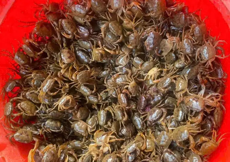 Người phụ nữ xứ Nghệ với hành trình đánh thức “hồn quê” từ món chả dam OCOP