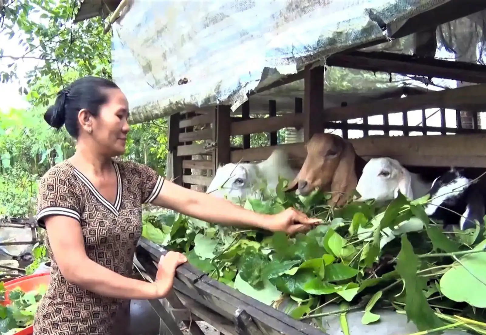 Nông dân đổi mới sản xuất, tăng thu nhập