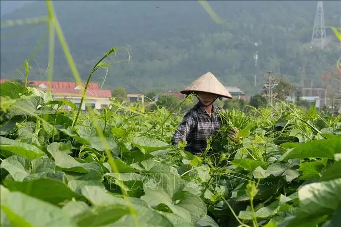 Nông dân kiếm gần 200 triệu đồng/ha nhờ trồng su su chất lượng cao