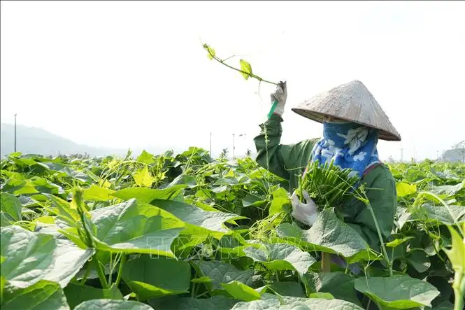 Nông dân kiếm gần 200 triệu đồng/ha nhờ trồng su su chất lượng cao