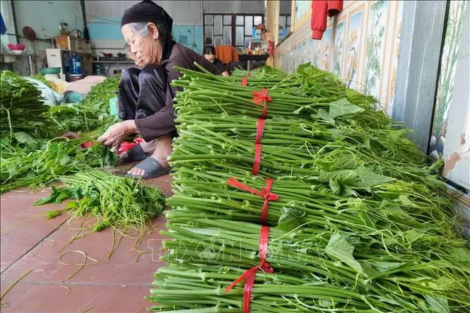 Nông dân kiếm gần 200 triệu đồng/ha nhờ trồng su su chất lượng cao