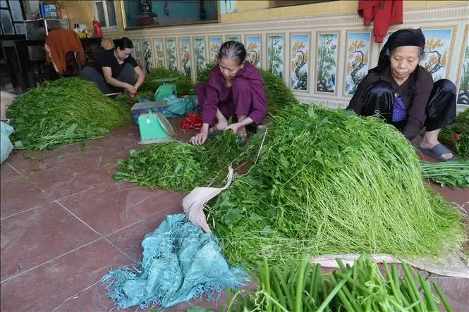 Nông dân kiếm gần 200 triệu đồng/ha nhờ trồng su su chất lượng cao