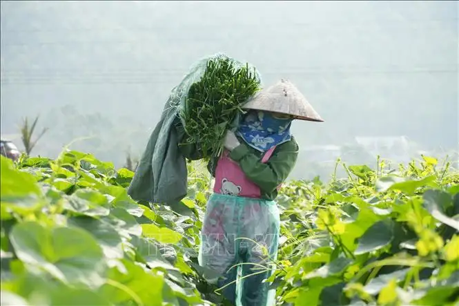 Nông dân kiếm gần 200 triệu đồng/ha nhờ trồng su su chất lượng cao