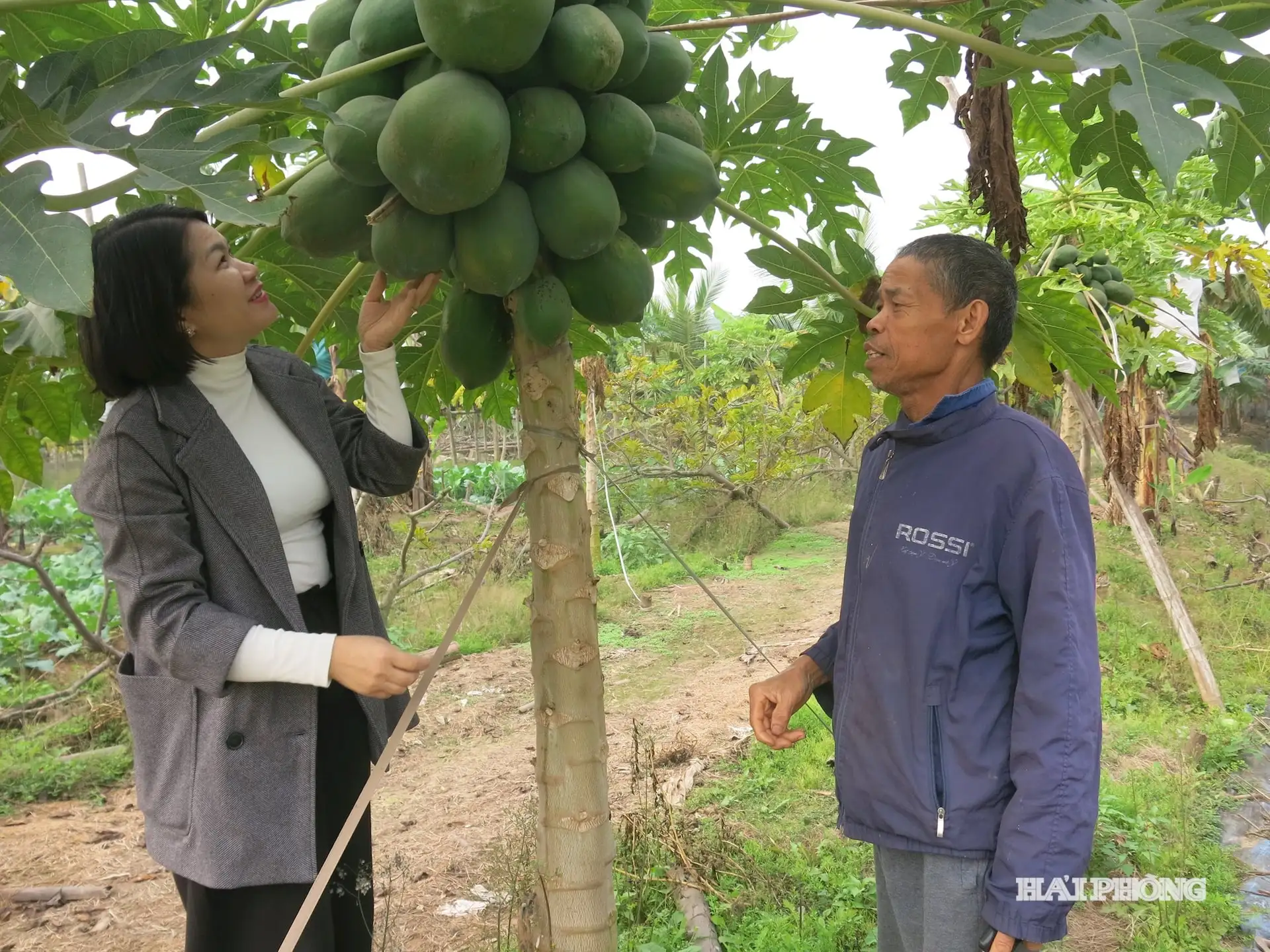 Nông dân vun xanh đường làng, làm giàu bền vững