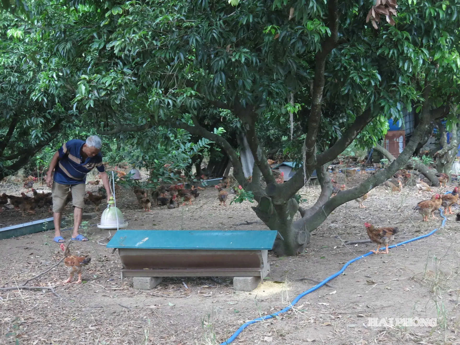 Nông dân vun xanh đường làng, làm giàu bền vững