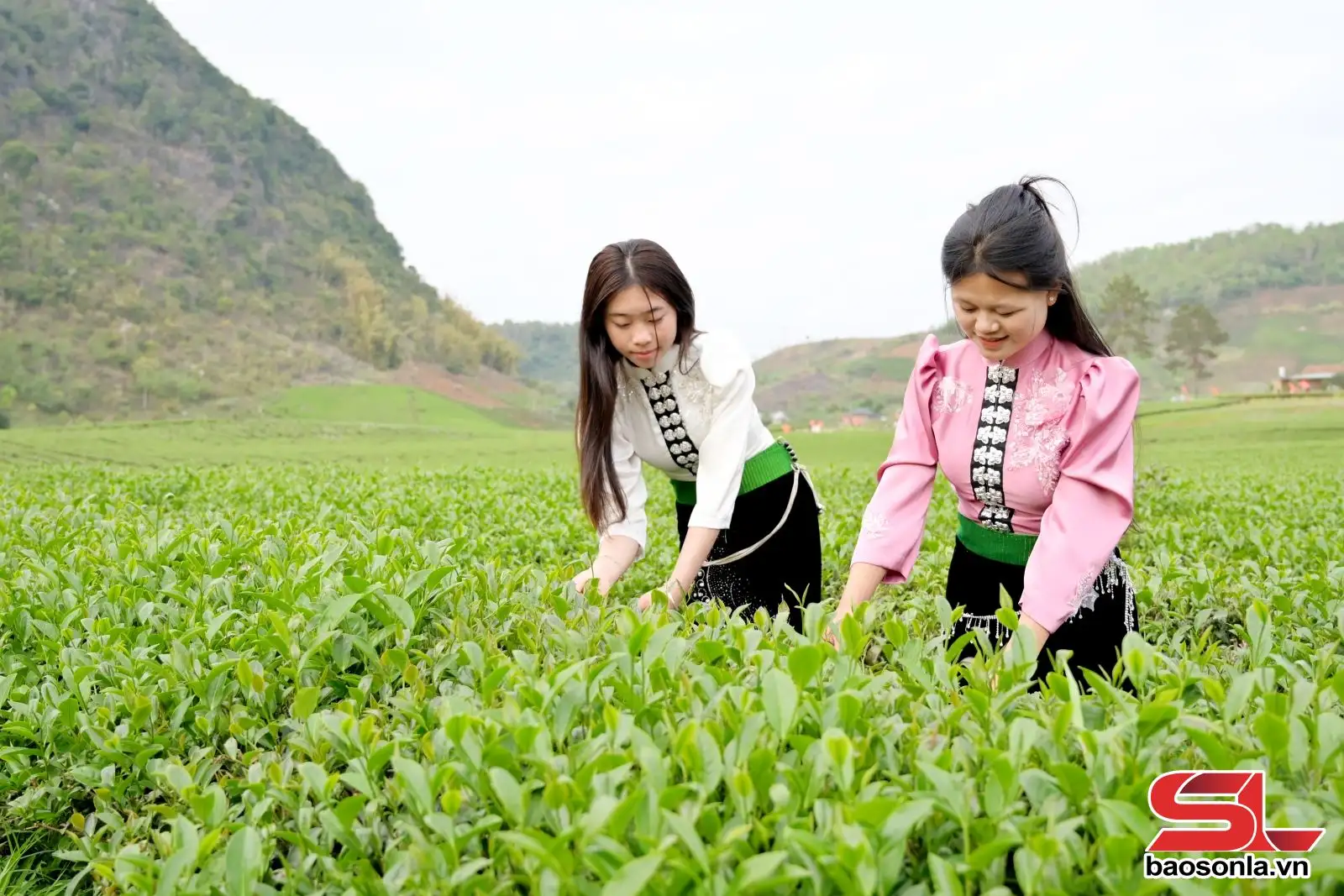 Nông nghiệp xanh gắn với du lịch dưới chân đèo Pha Đin