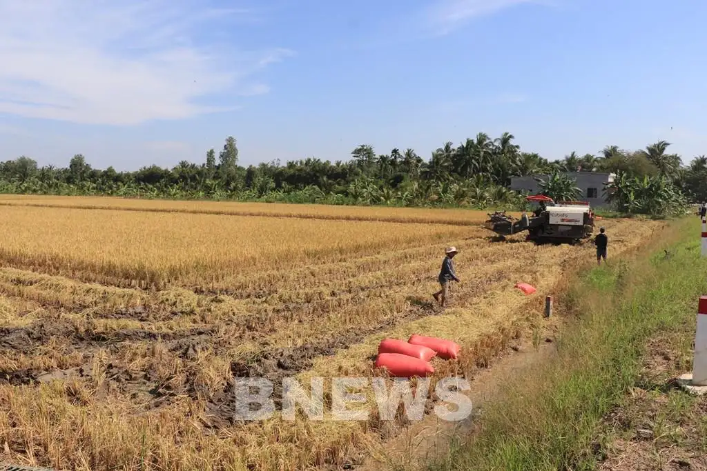 Nông nghiệp xanh tạo nền tảng phát triển ở Vĩnh Long