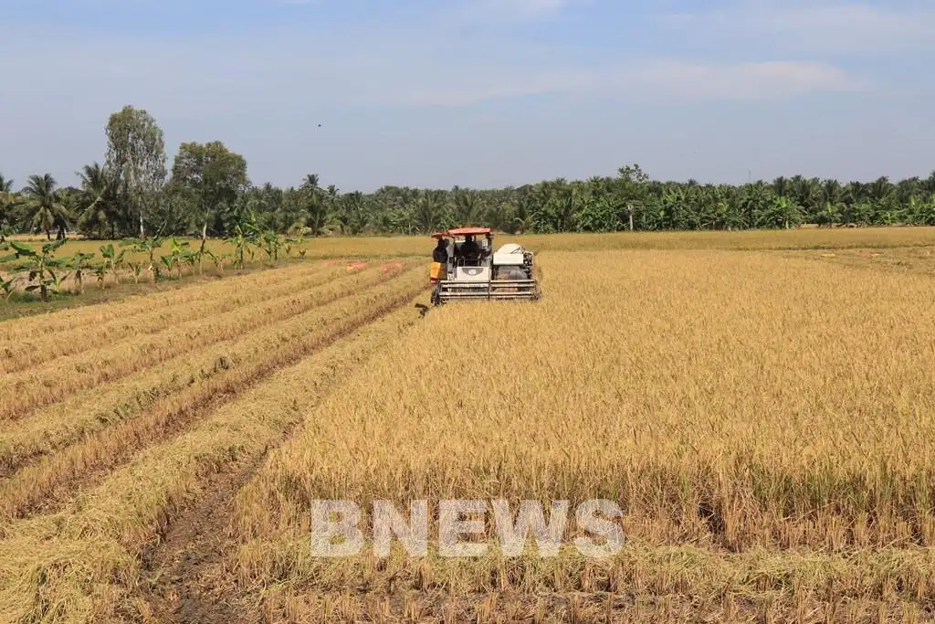 Nông nghiệp xanh tạo nền tảng phát triển ở Vĩnh Long