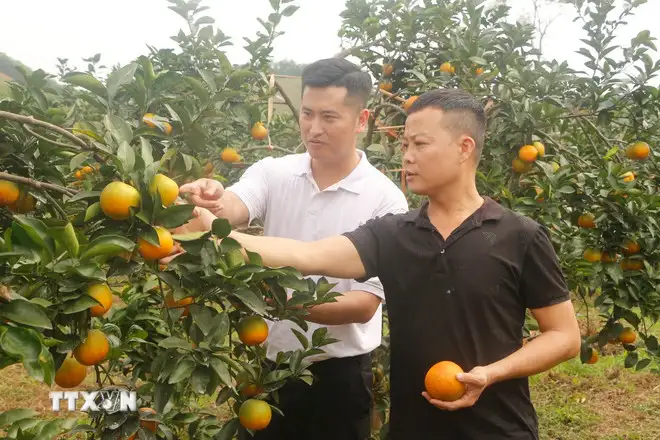 Nông sản Việt vươn xa hơn nhờ số hóa “lý lịch”