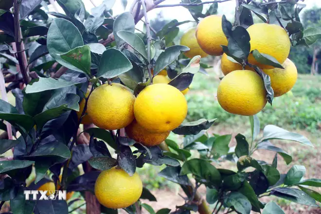 Nông sản Việt vươn xa hơn nhờ số hóa “lý lịch”