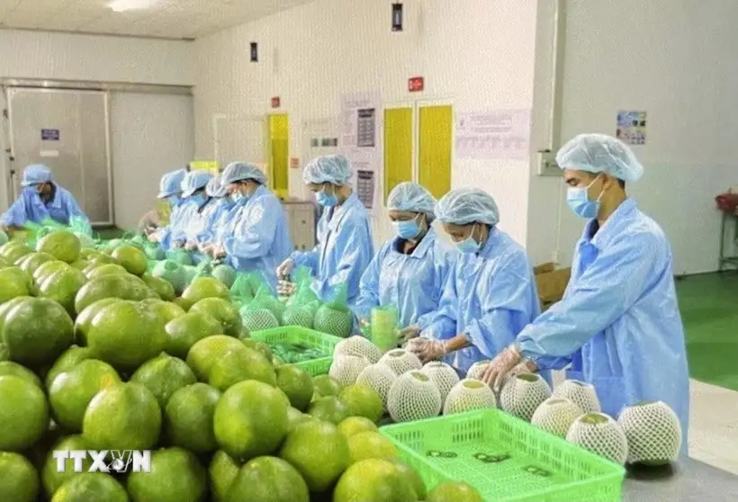 Nông sản Việt vươn xa hơn nhờ số hóa “lý lịch”