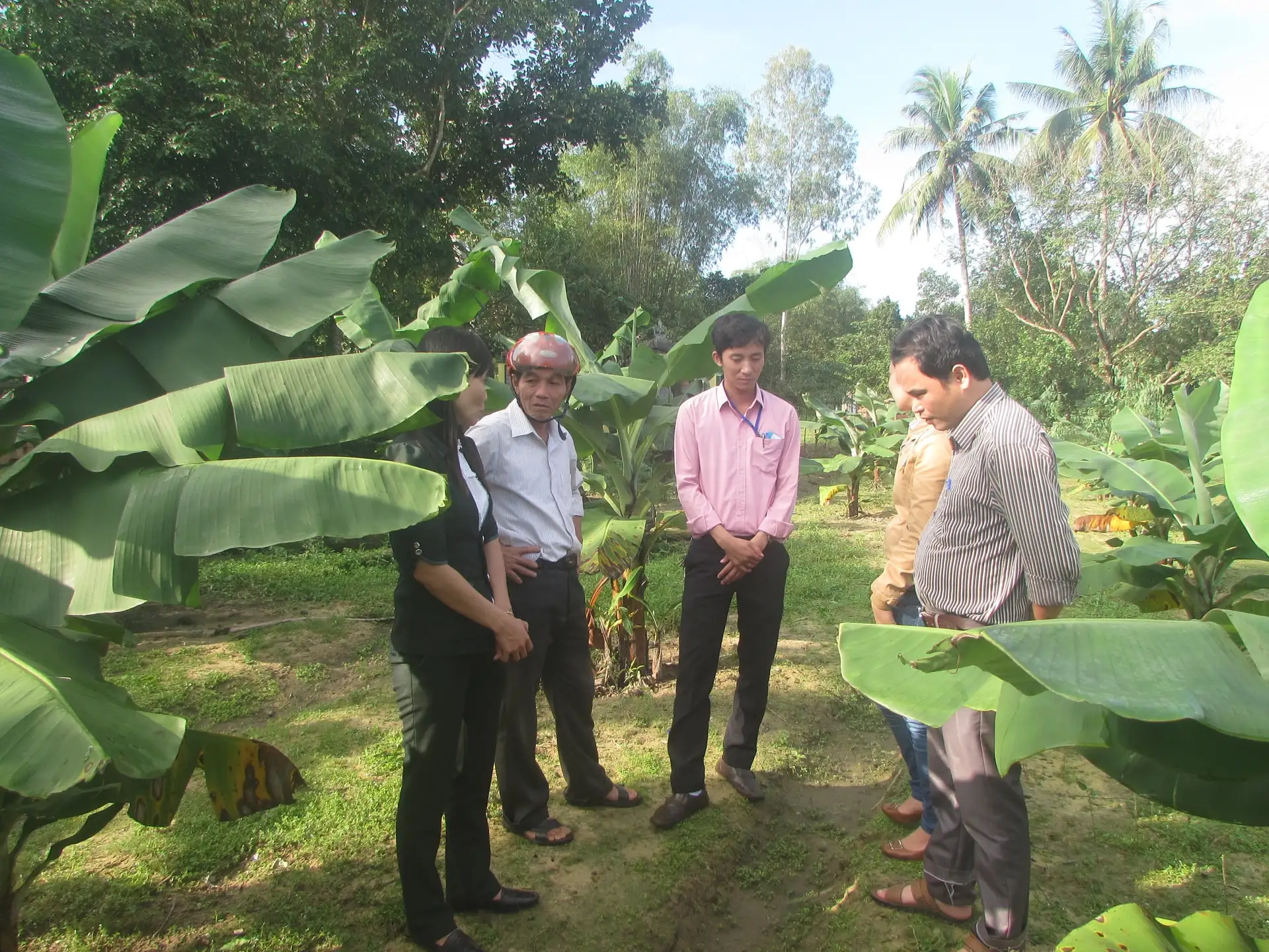 Nông thôn mới hướng đến nông nghiệp sinh thái