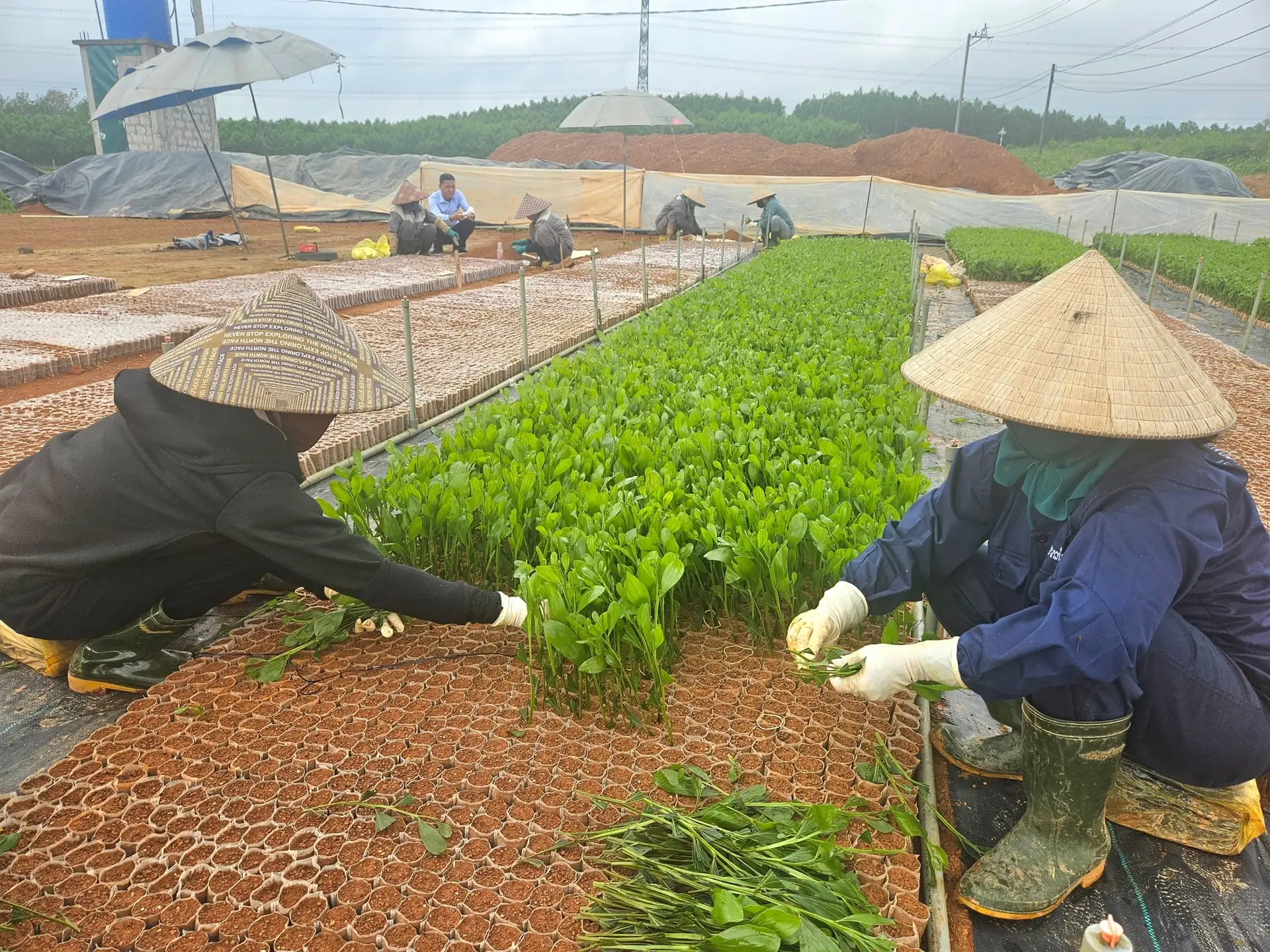 Nông thôn mới Quảng Trị: Tăng trưởng xanh, chuyển đổi số và khát vọng phát triển bền vững