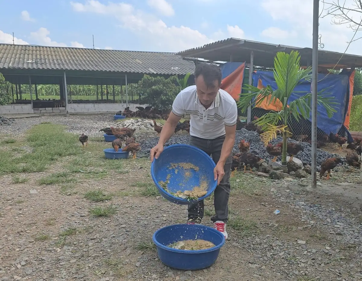 Nuôi gà thả vườn hướng hữu cơ, hiệu quả khác biệt