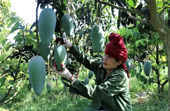 OCOP Sơn La: Động lực nâng tầm nông sản, thúc đẩy kinh tế nông thôn bền vững