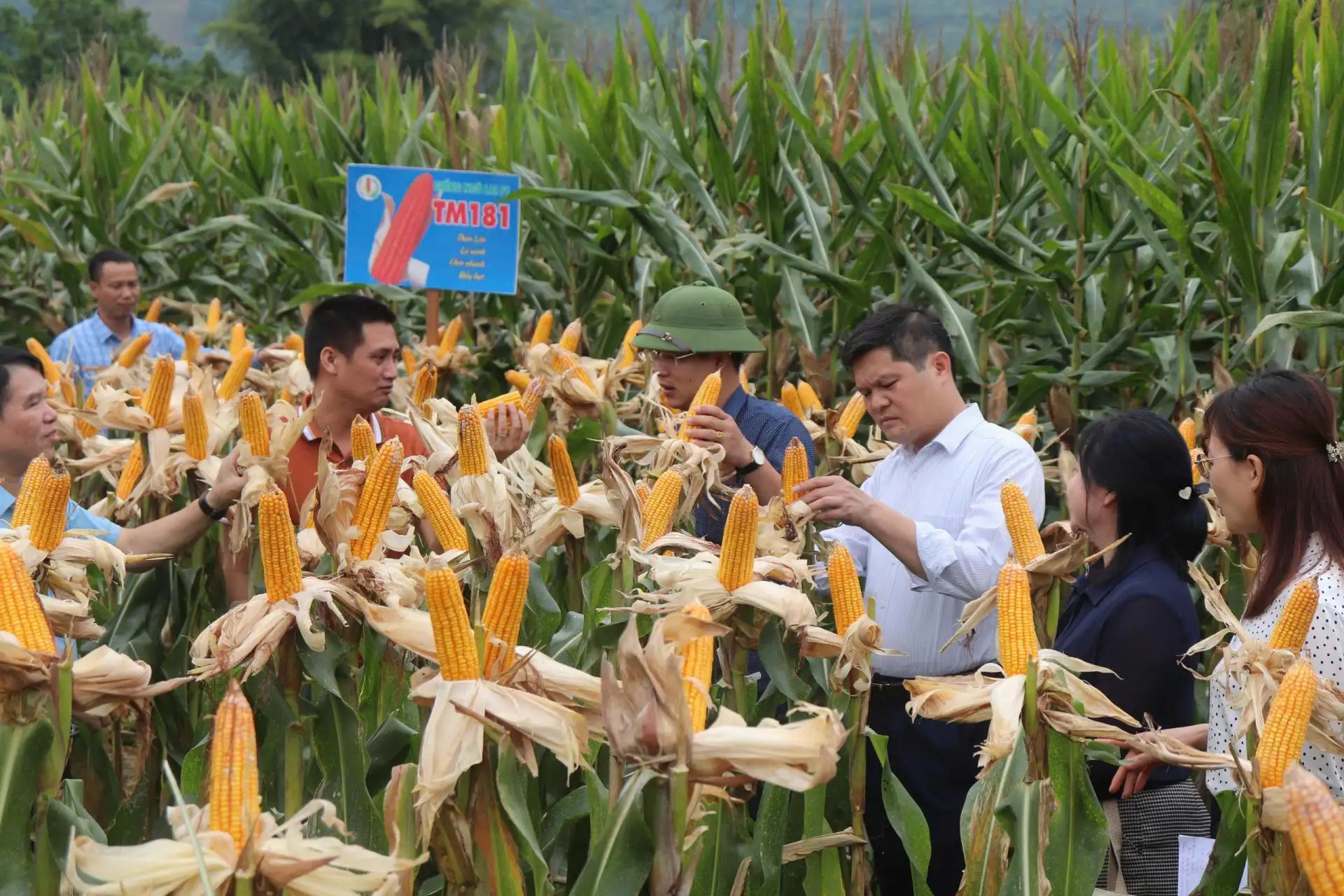 Phát triển cây ngô ở miền núi phía Bắc thích ứng với biến đổi khí hậu