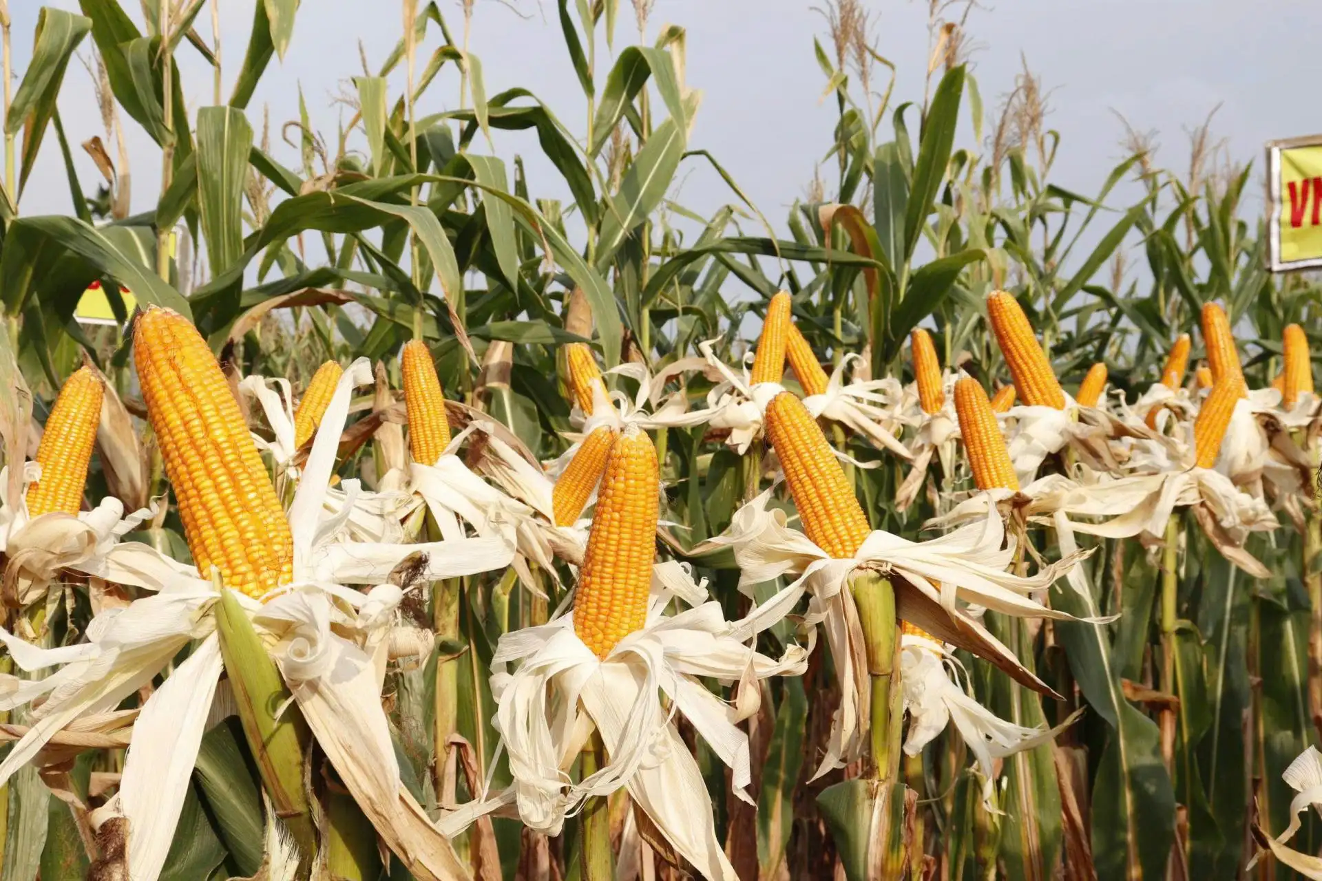 Phát triển cây ngô ở miền núi phía Bắc thích ứng với biến đổi khí hậu