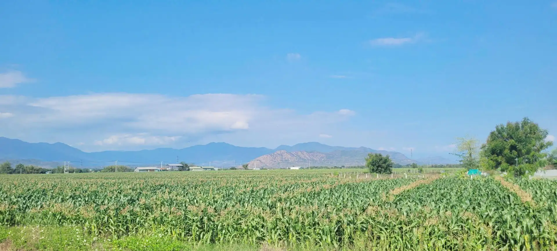 Phát triển cây ngô ở miền núi phía Bắc thích ứng với biến đổi khí hậu