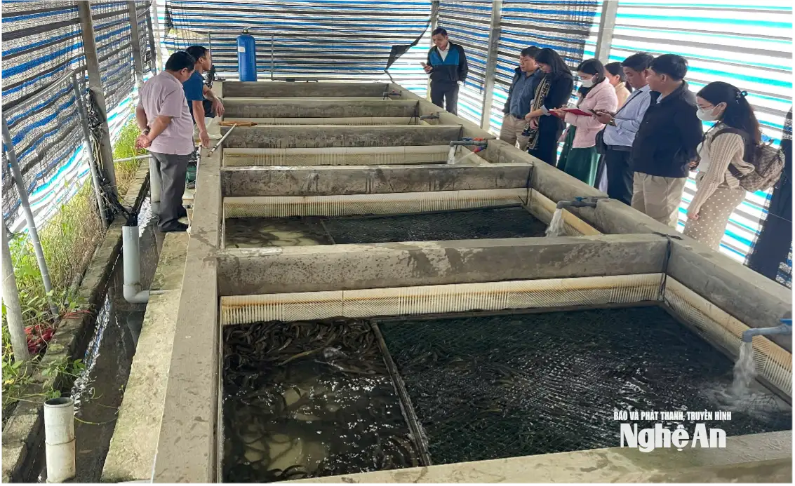 Phát triển khuyến nông “đòn bẩy” thúc đẩy chuỗi giá trị nông nghiệp bền vững