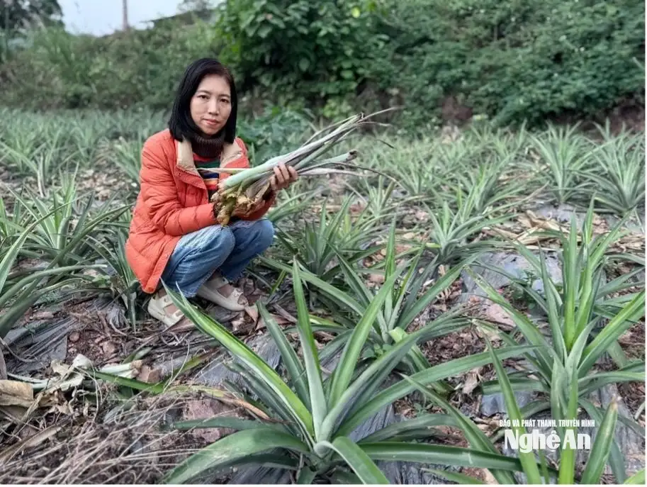 Phát triển khuyến nông “đòn bẩy” thúc đẩy chuỗi giá trị nông nghiệp bền vững
