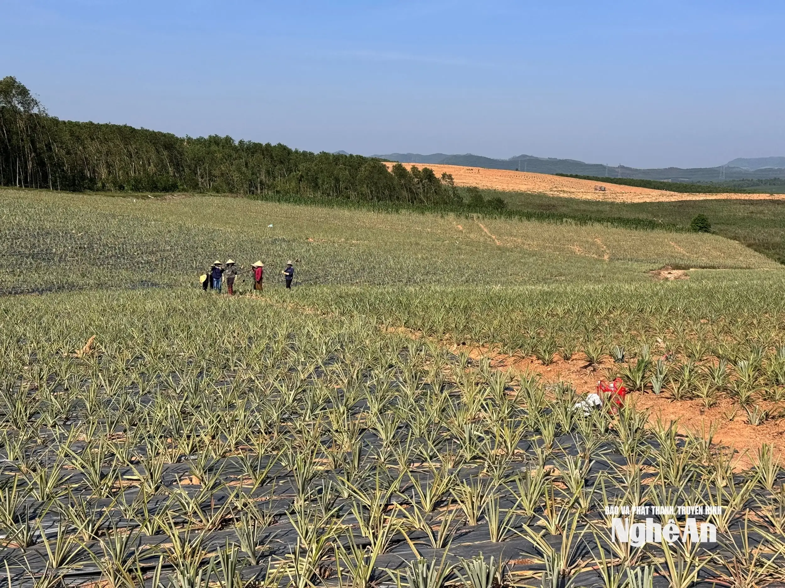 Phát triển khuyến nông “đòn bẩy” thúc đẩy chuỗi giá trị nông nghiệp bền vững