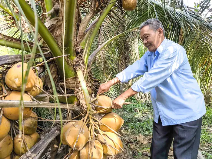 Phát triển ngành dừa theo hướng hiện đại, xanh và bền vững