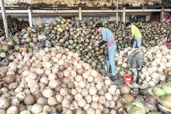 Phát triển ngành dừa theo hướng hiện đại, xanh và bền vững